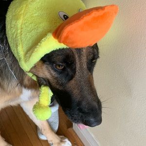 Meet your Posher, Donny